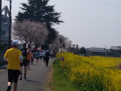 ドンピシャの桜日和