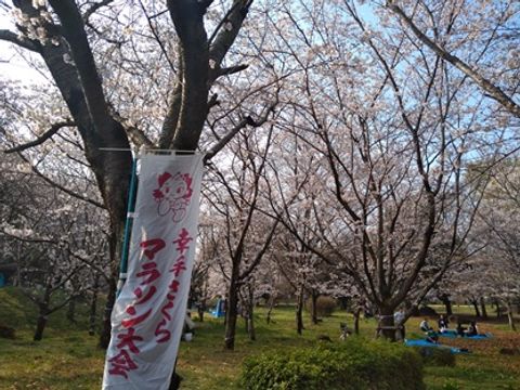 ドンピシャの桜日和