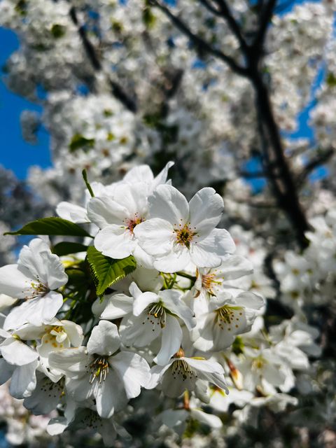 青空と桜と飛行機